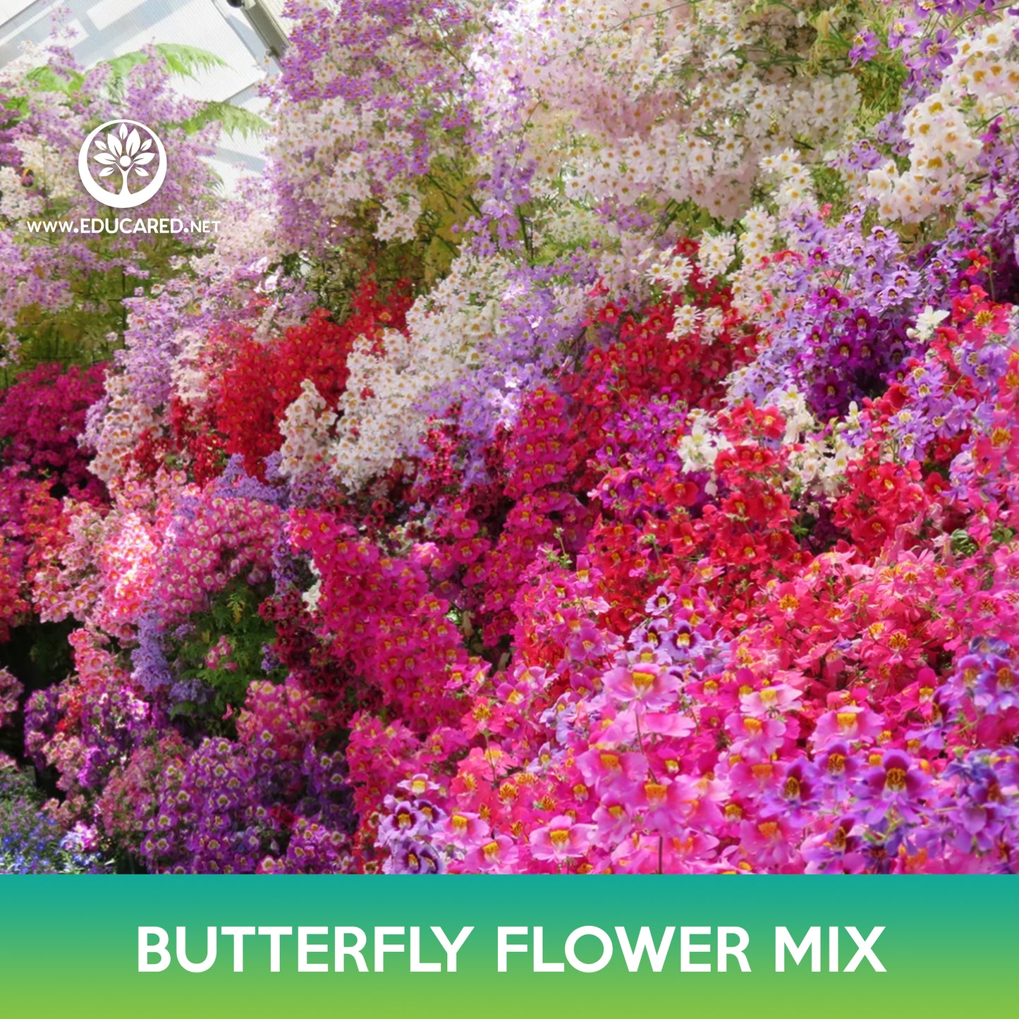 Butterfly Flower Mix Seeds, Angel's Wings, Farmer Orchid