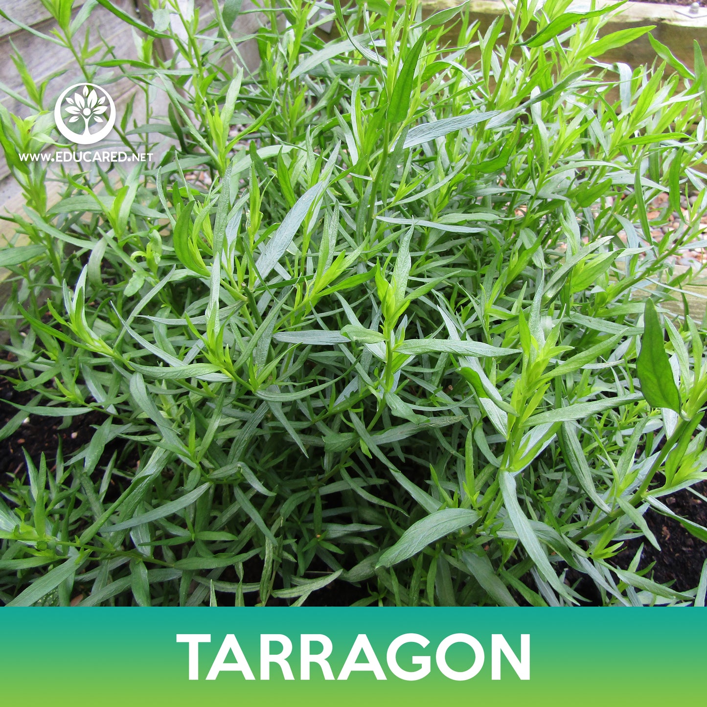 Tarragon Seeds