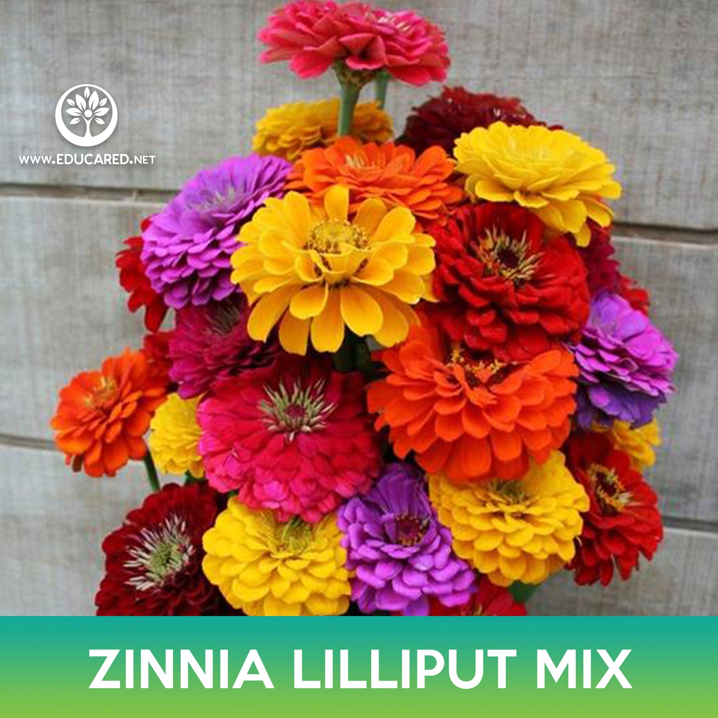 Zinnia Lilliput Mix Seed
