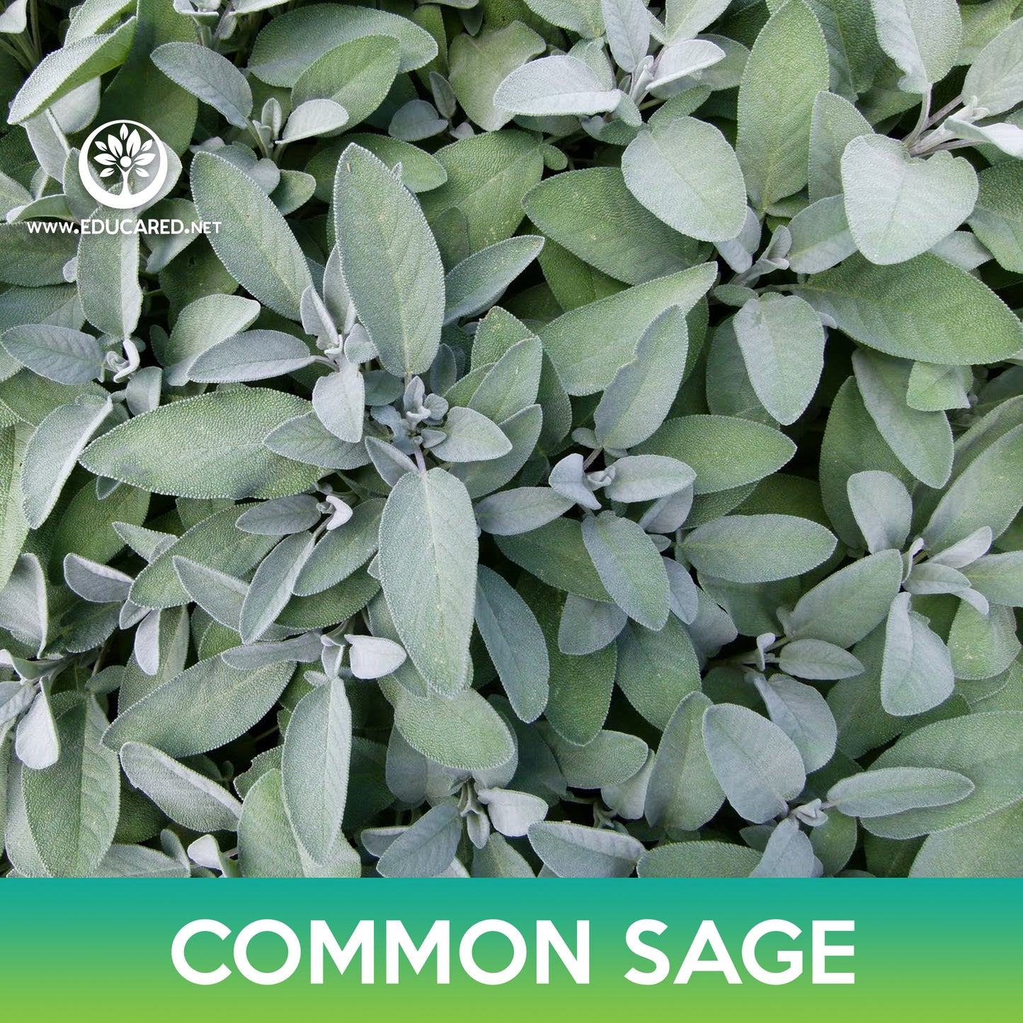Common Sage Seeds, Salvia Officinalis