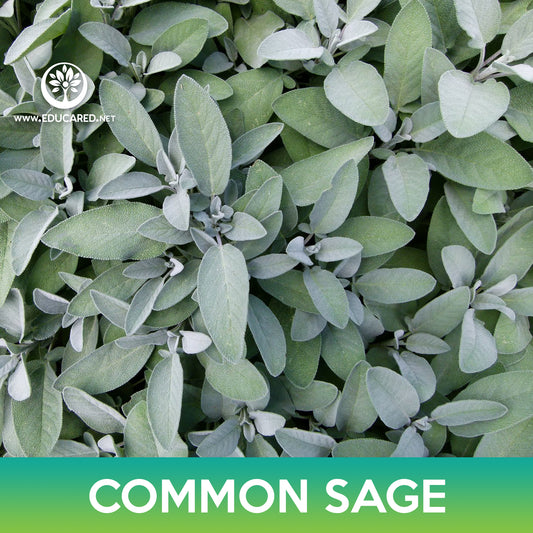 Common Sage Seeds