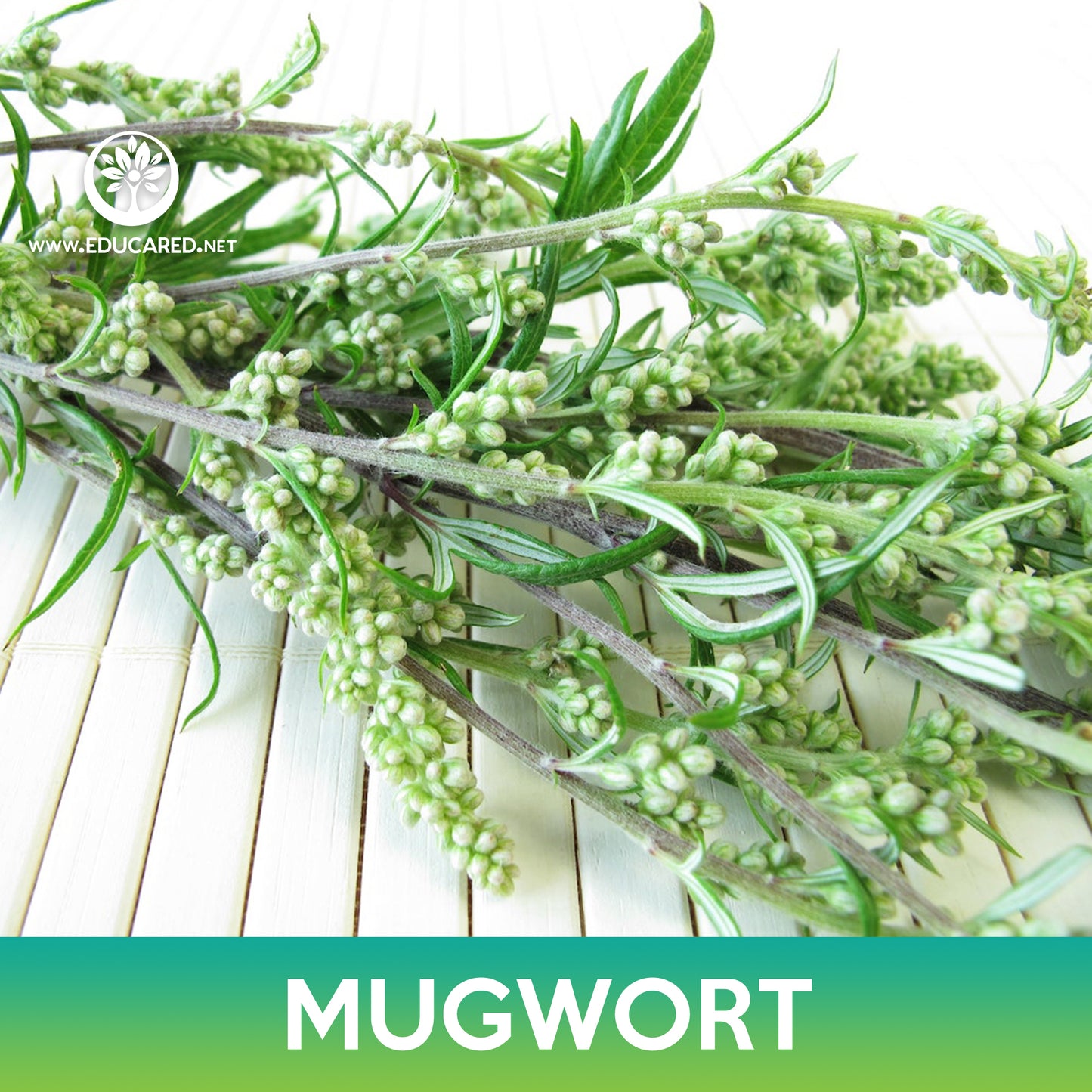 Mugwort Seeds, Wild Wormwood, Artemisia vulgaris
