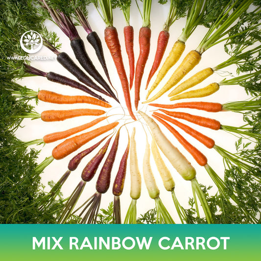 Rainbow Carrot Mix Seeds