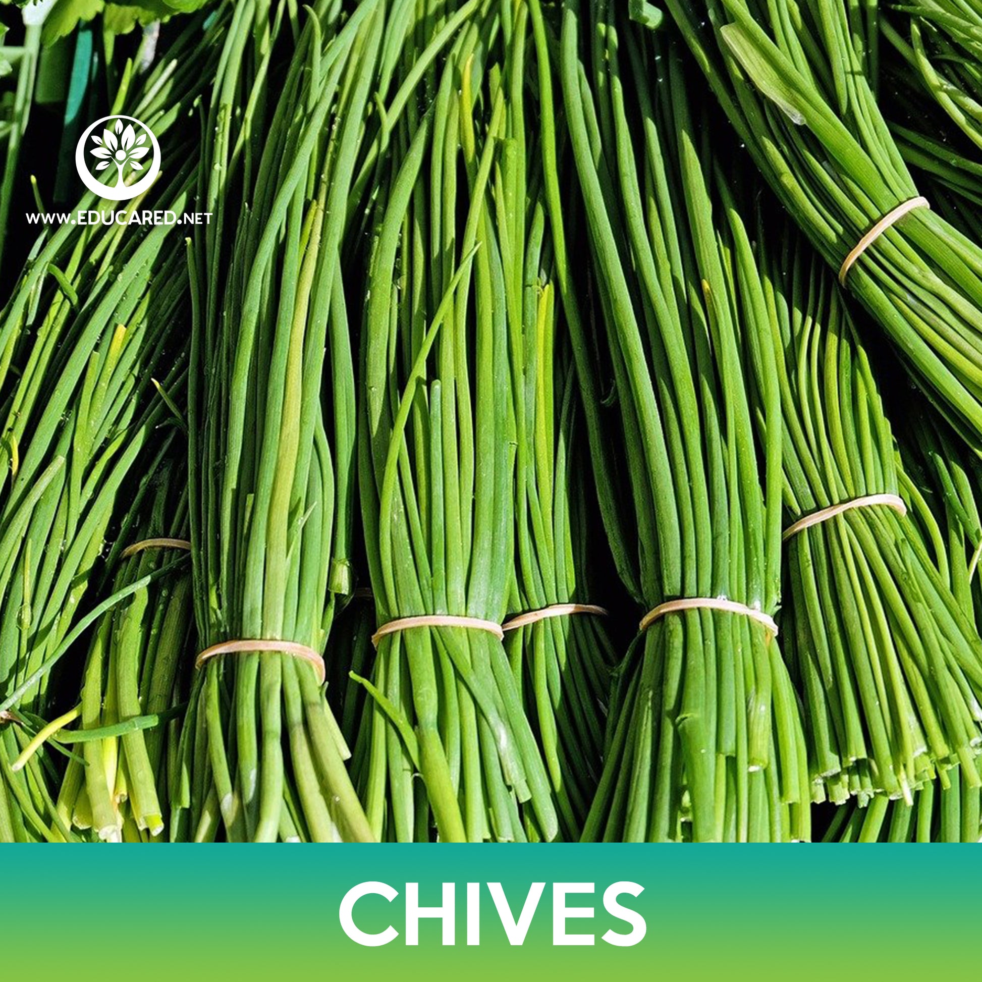 Common Chives Seeds – Educared