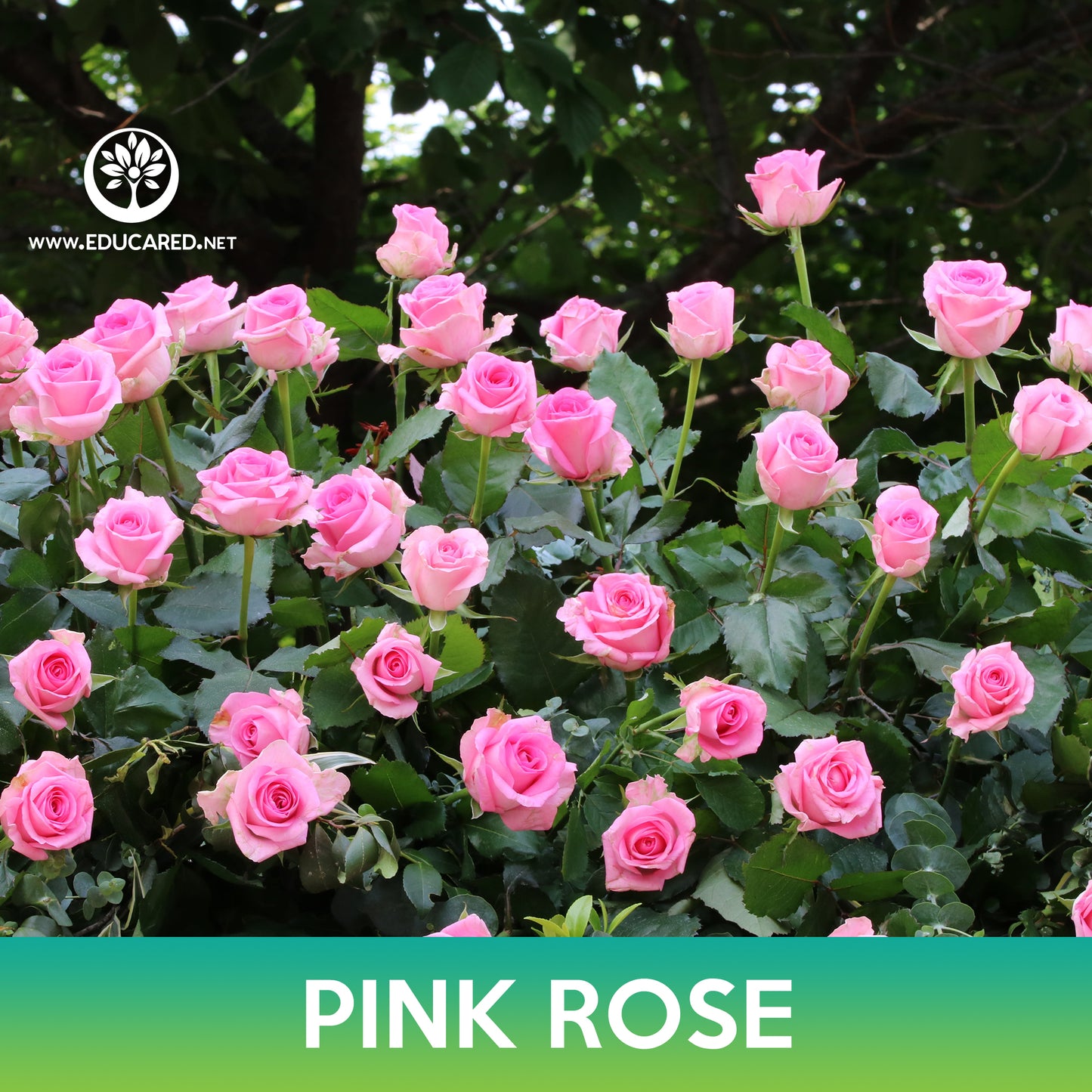 Pink Rose Seeds