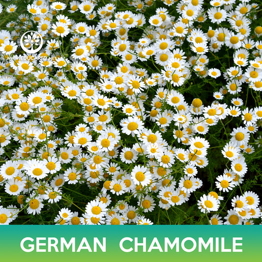 German Chamomile Flower Seeds, Matricaria recutita