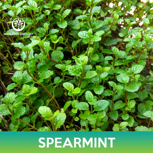 Spearmint Seeds