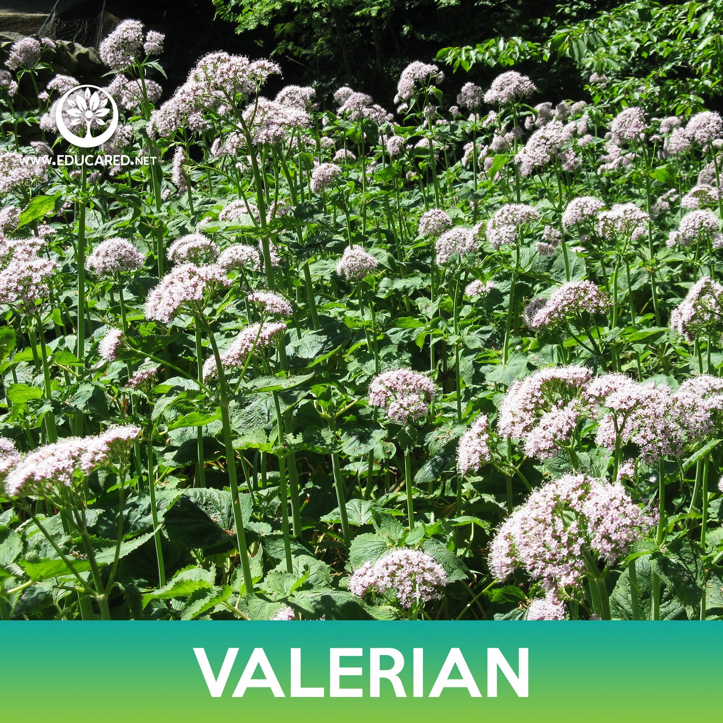 Valerian Seeds, Valeriana officinalis