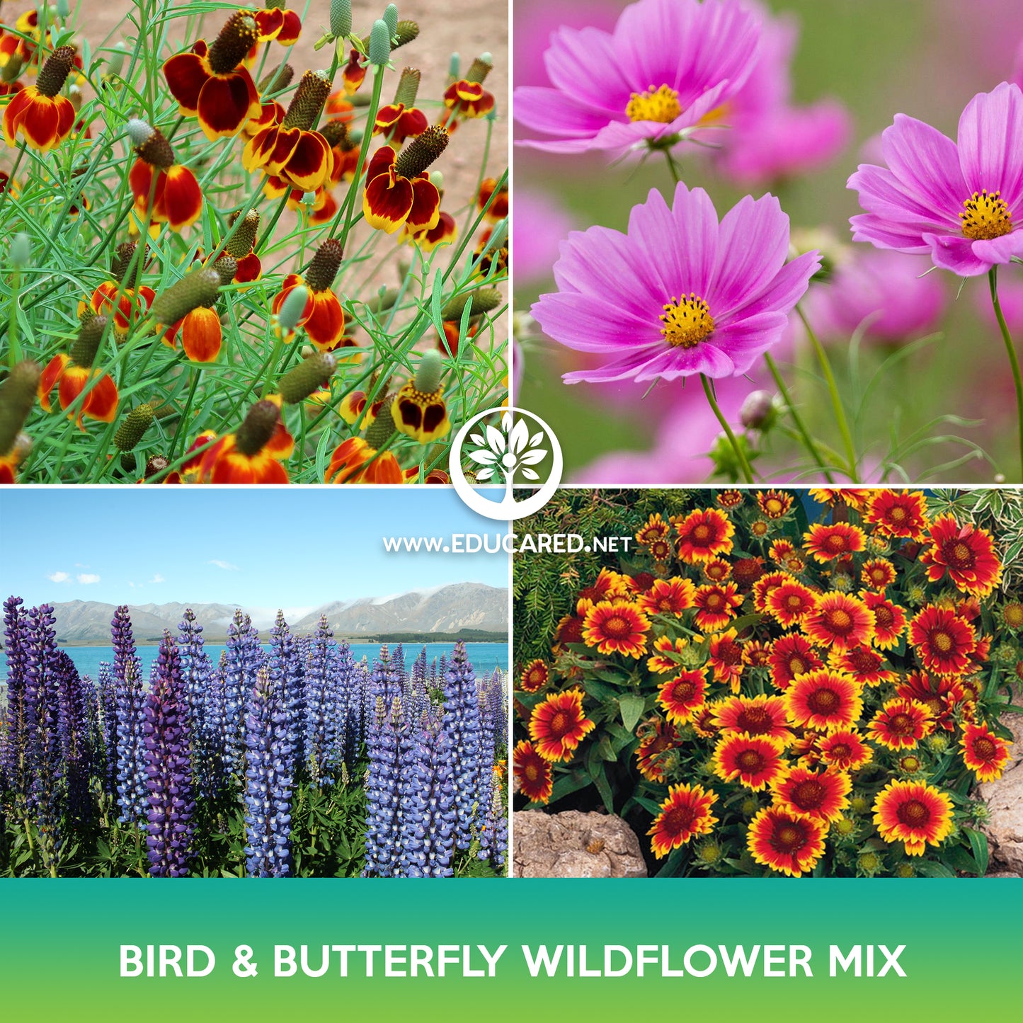 Bird and Butterfly Wildflowers Mix Seeds