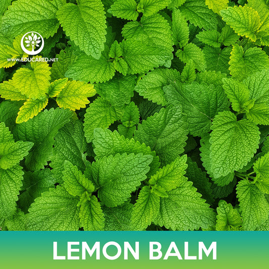 Lemon Balm Seeds