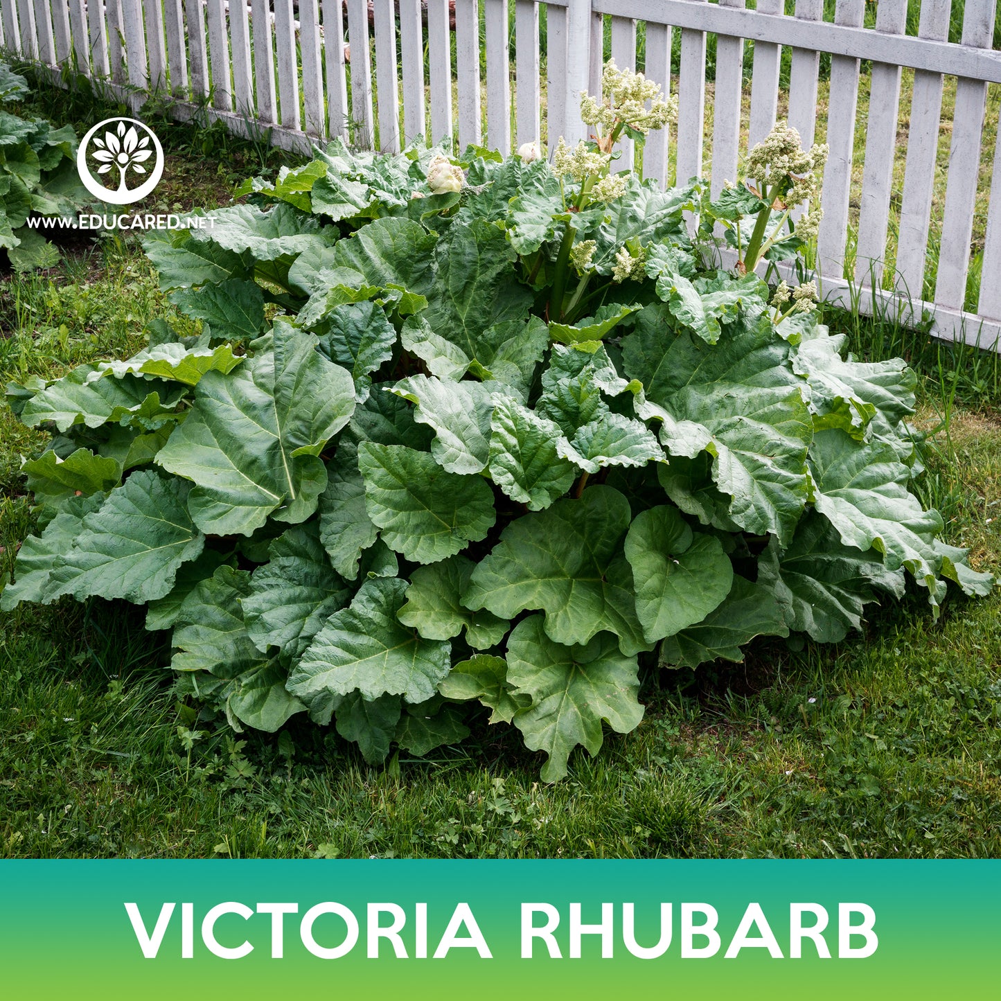 Victoria Rhubarb Seed