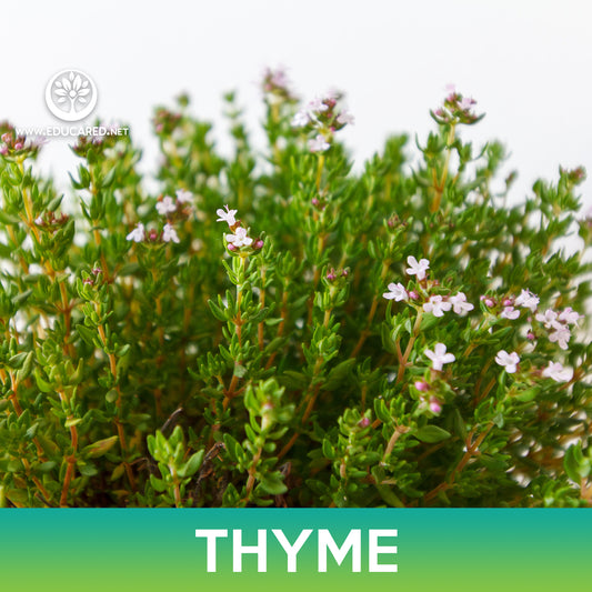 Thyme Seeds