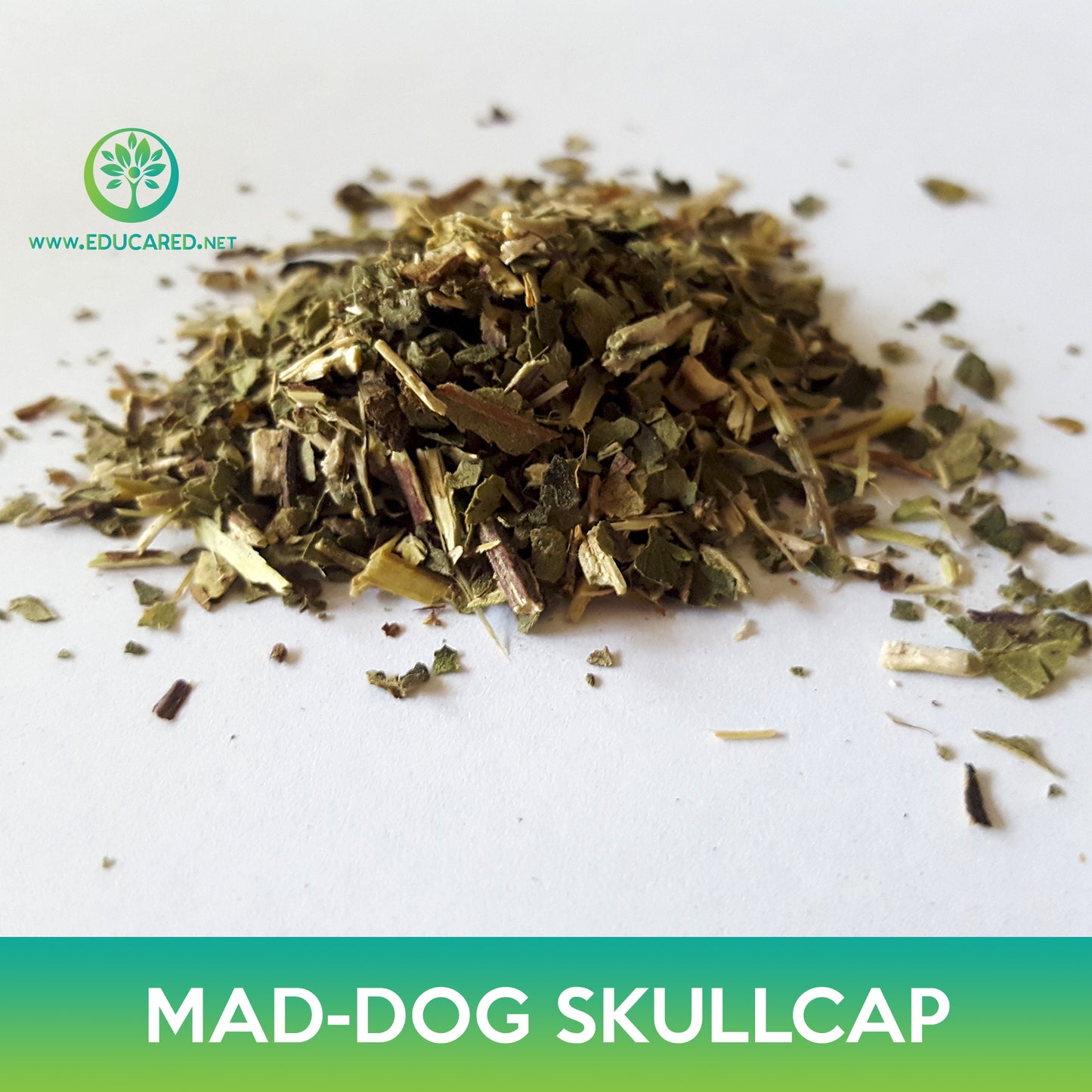 Mad-Dog Skullcap Seeds, Scutellaria lateriflora