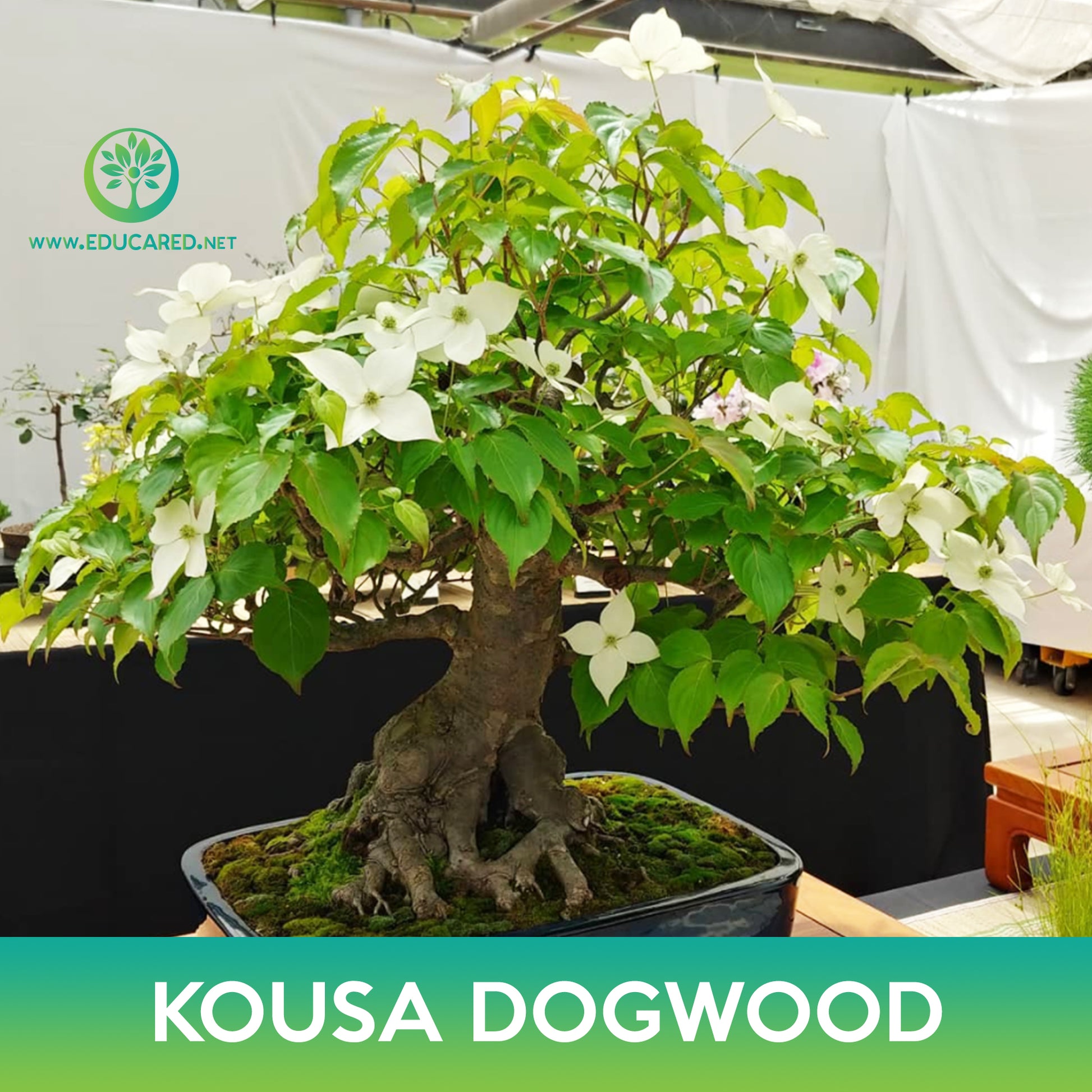 dogwood tree bonsai Kousa Dogwood Tree Seeds – Educared