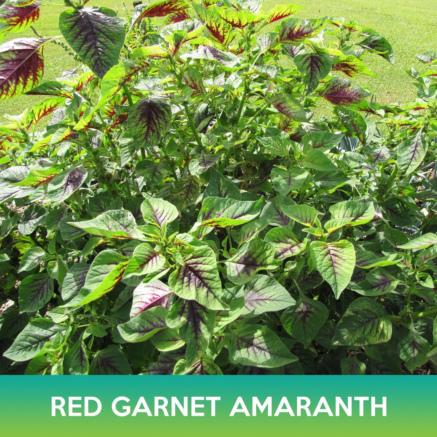 Red Garnet Amaranth Seeds, Edible Amaranth, Amaranthus tricolor