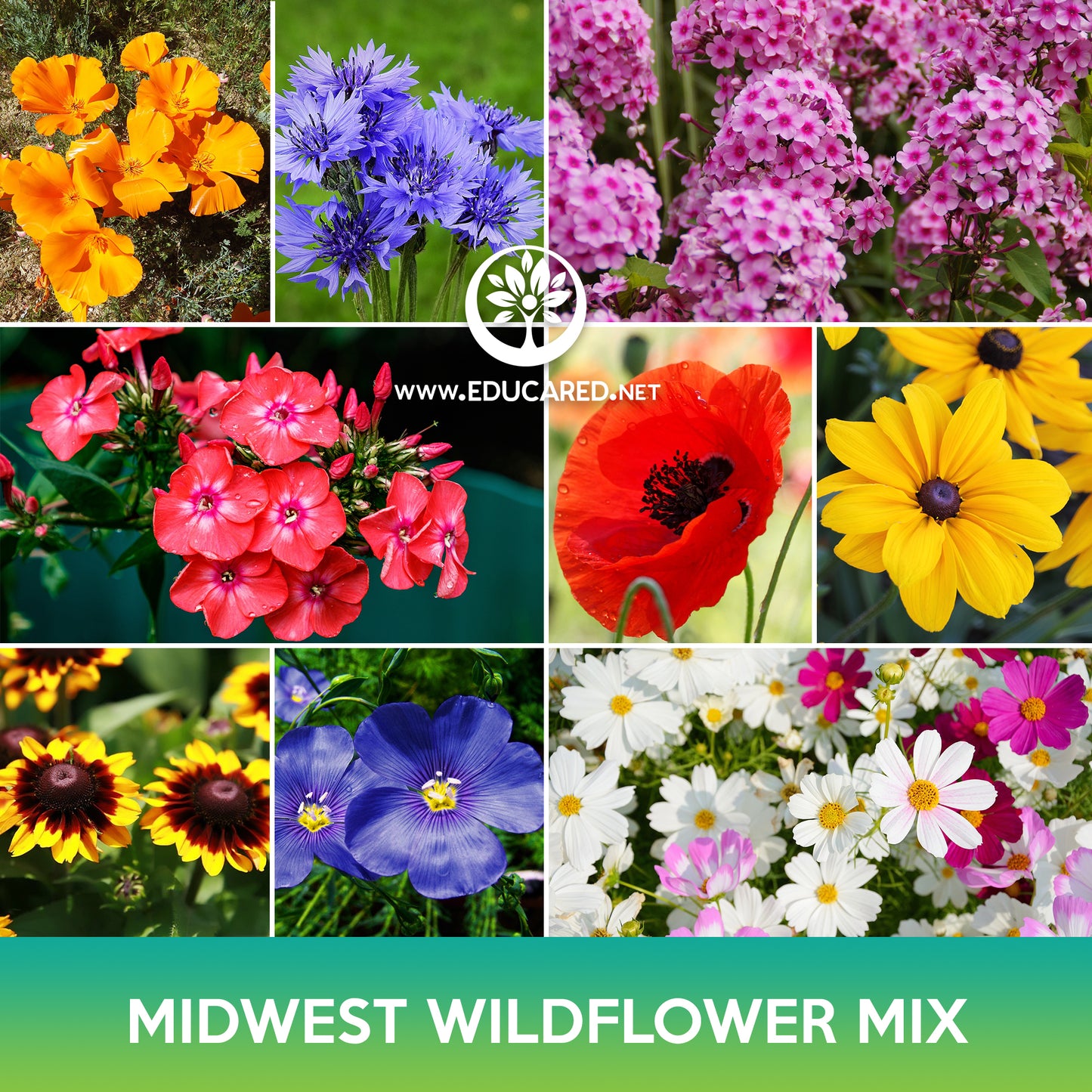 Midwest Wildflower Mix Seeds
