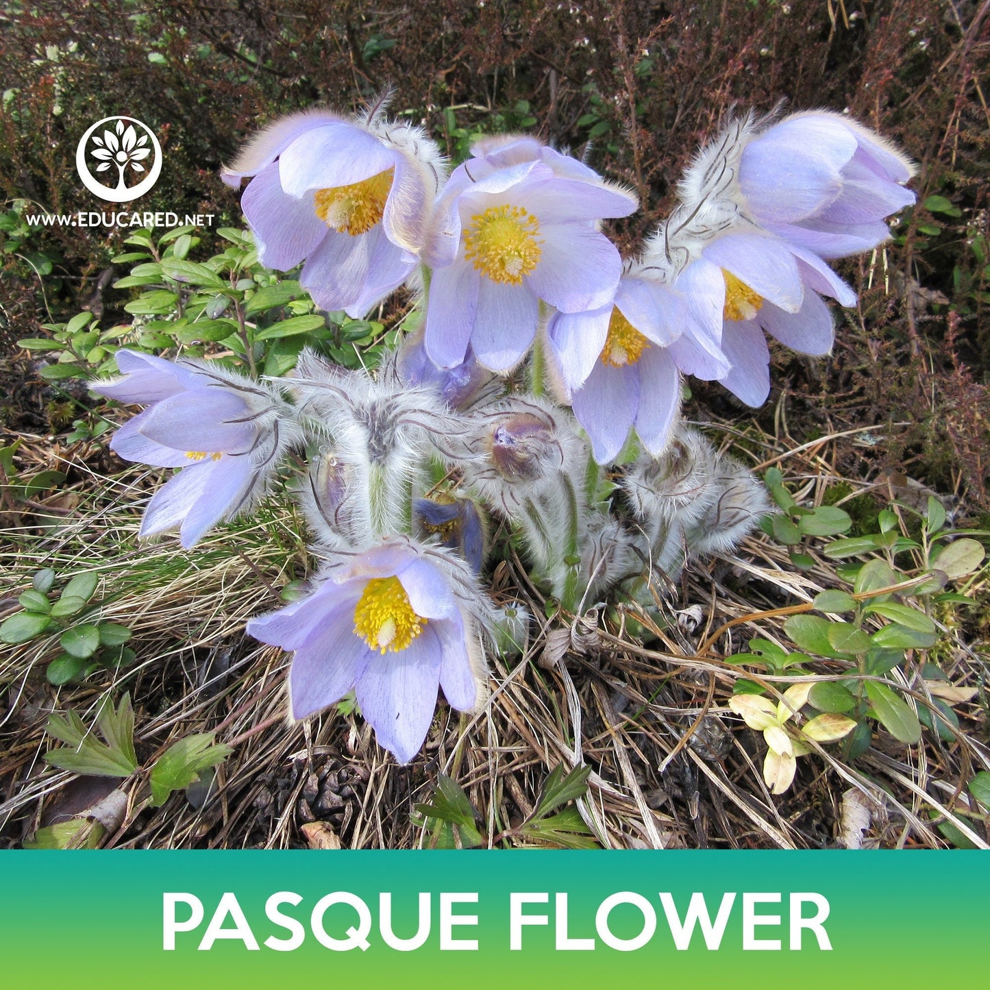Pasque Flower Seeds, May Day Flower, Pulsatilla patens var. Wolfgangiana