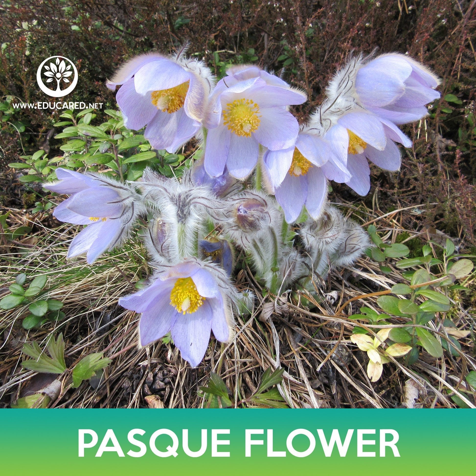 pasque flower seed Pasque Flower Seeds, May Day Flower