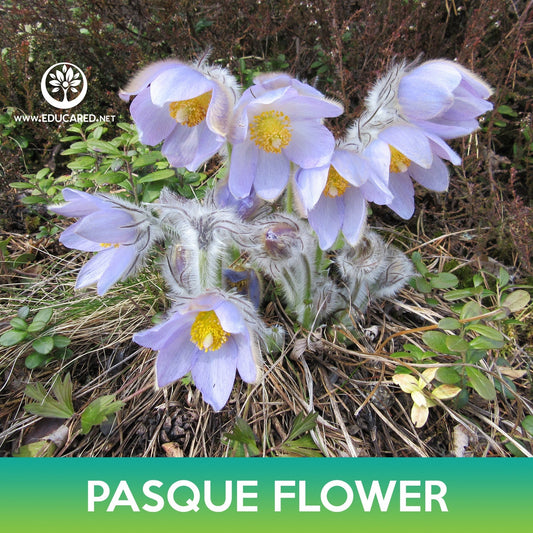 Pasque Flower Seeds, May Day Flower