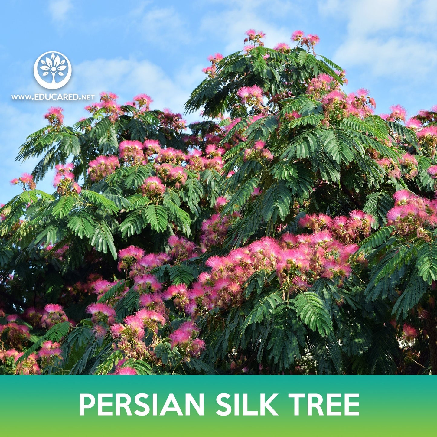 Persian Silk Tree Seeds, Albizia julibrissin
