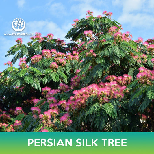 Persian Silk Tree Seeds