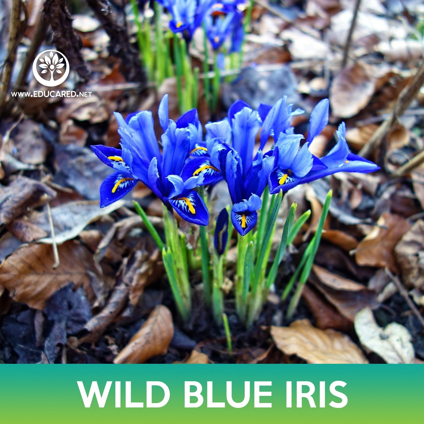 Wild Blue Iris Flower Seeds, Iris missouriensis