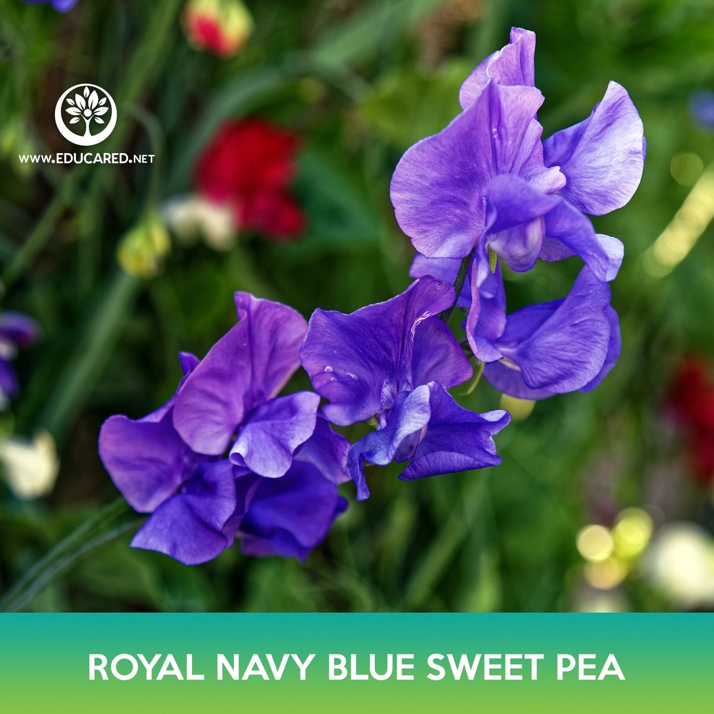 Royal Navy Blue Sweet Pea Seeds