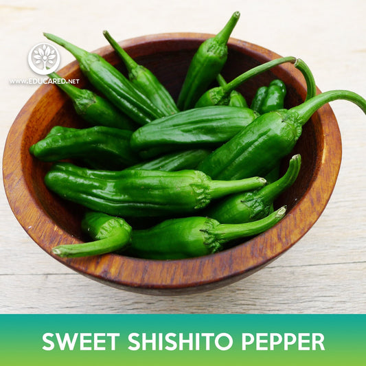 Sweet Shishito Pepper Seeds