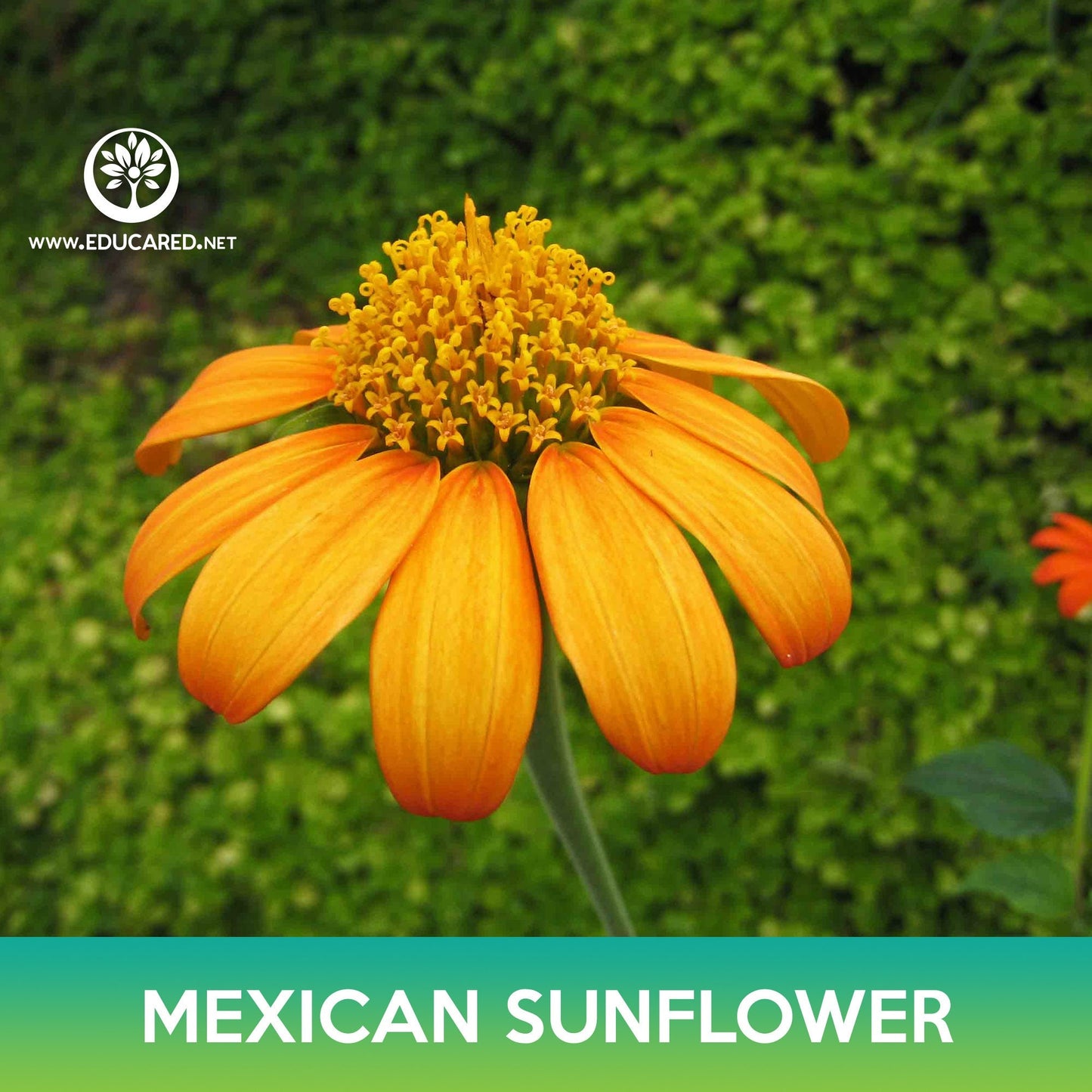 Mexican Sunflower Seeds, (Tithonia rotundifolia)