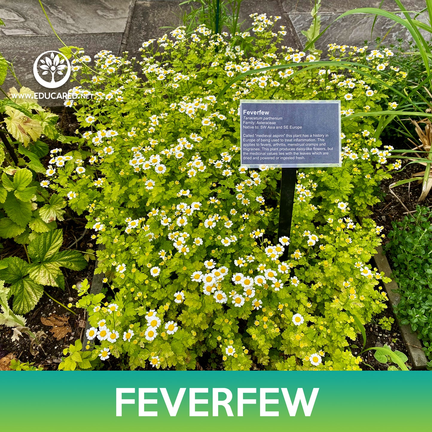 Feverfew Seeds, Tanacetum Parthenium