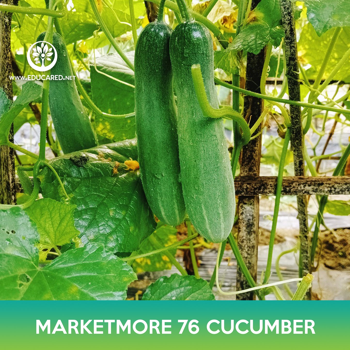 Marketmore 76 Cucumber Seed