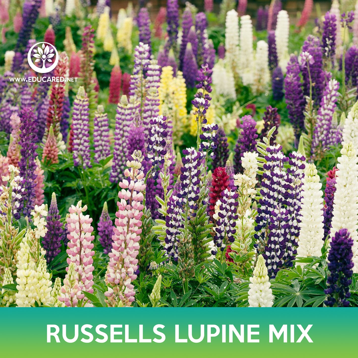Russells Lupine Mix Seeds, Lupinus Polyphyllus Russell