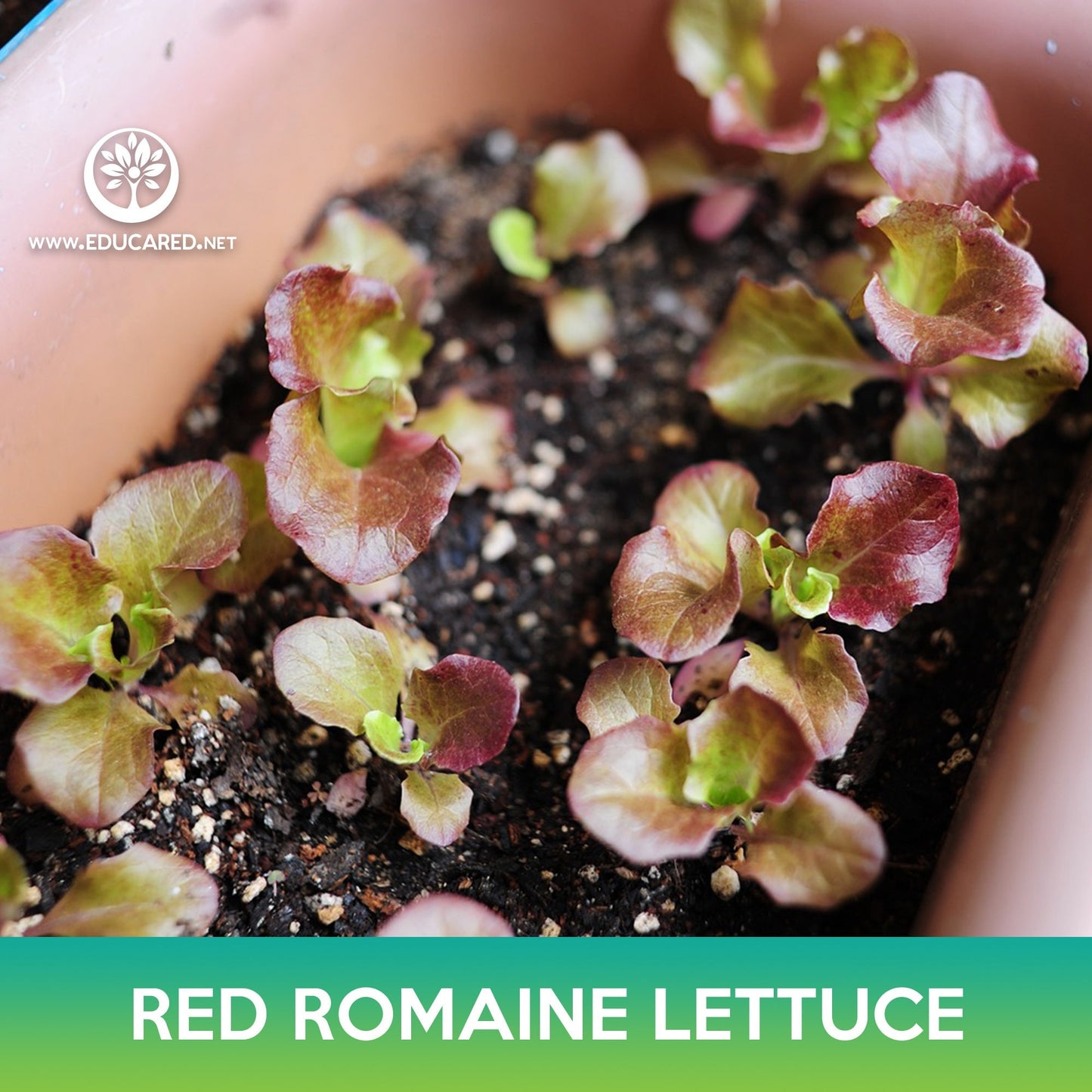 Red Romaine Lettuce Seeds, Lactuca sativa