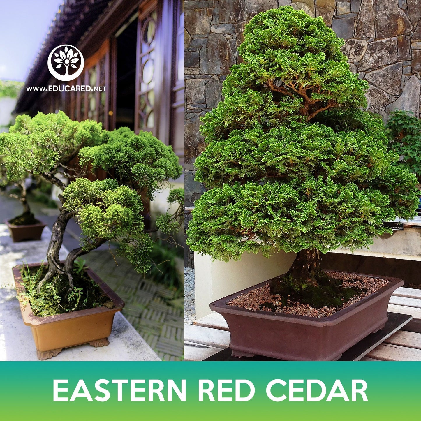 Eastern Red Cedar Seeds, Juniperus virginiana midwestern eco-type