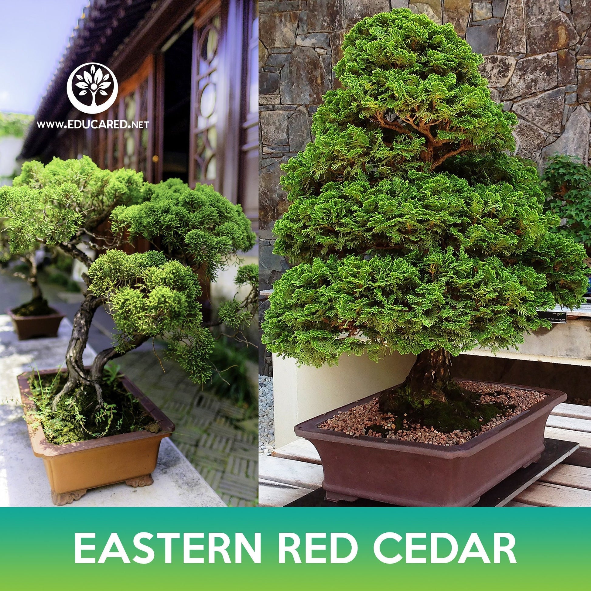 red cedar bonsai tree Eastern Red Cedar Seeds – Educared