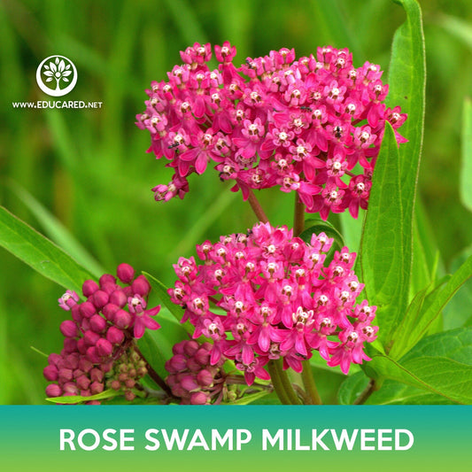 Rose Swamp Milkweed Seeds, Asclepias incarnata