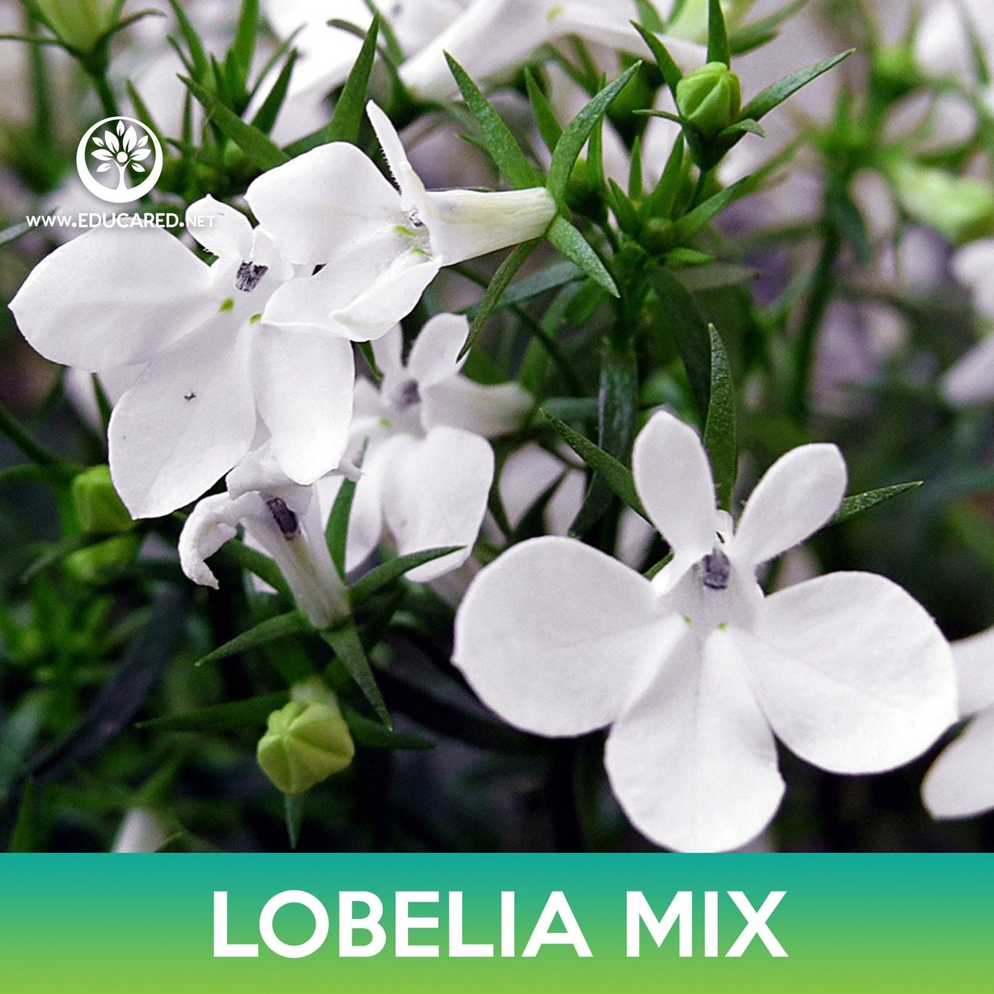 Lobelia Flower Mix Seeds, Lobelia Erinus