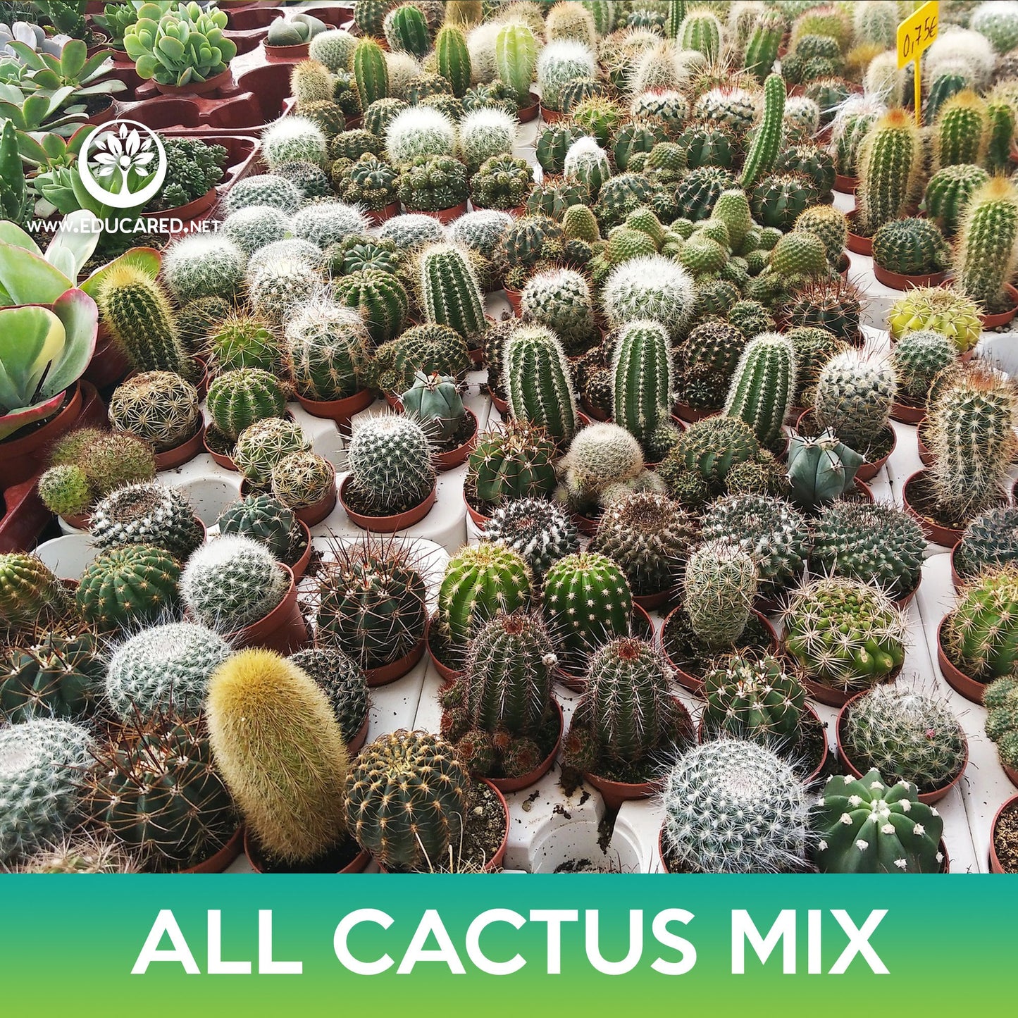 All Cactus Seeds Mix: Cereus, Golden Barrel, Parodia, Hedgehogs, Mammillarias, Melocactus, Notocactus, Opuntias, Organ pipes Seeds