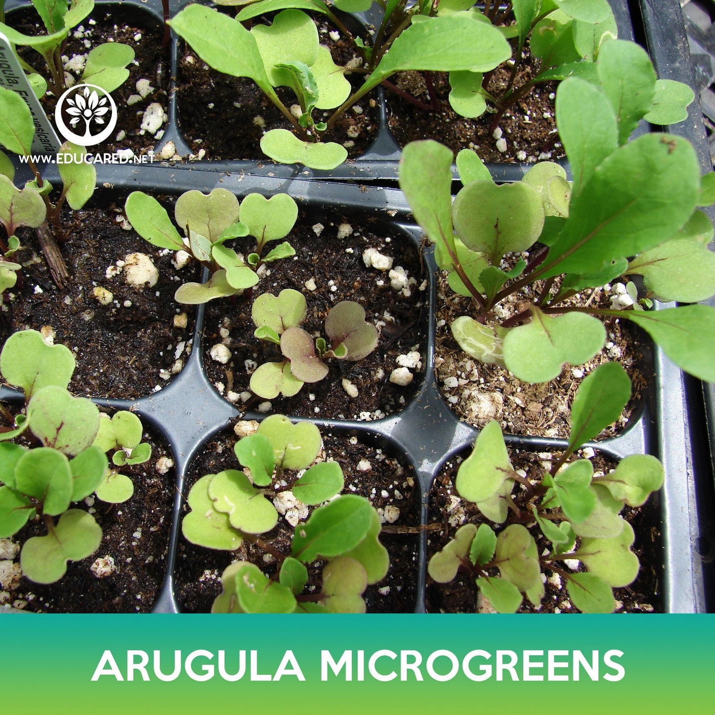 Slow Bolt Arugula Microgreens Seeds