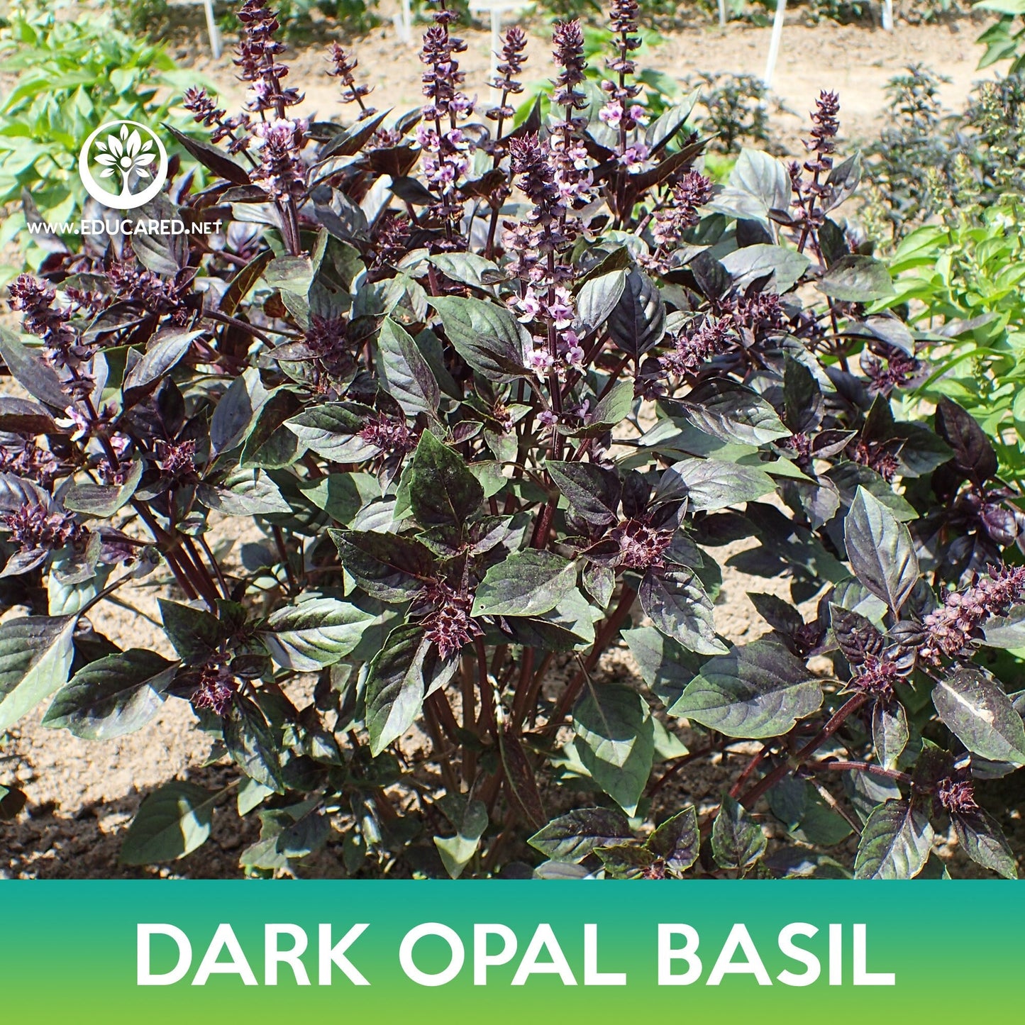 Dark Opal Basil Seeds
