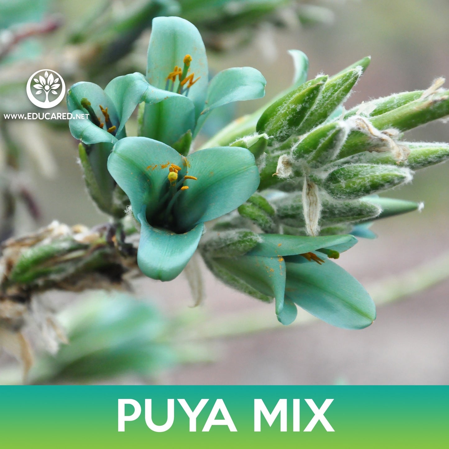 Puya Succulent Mix Seeds