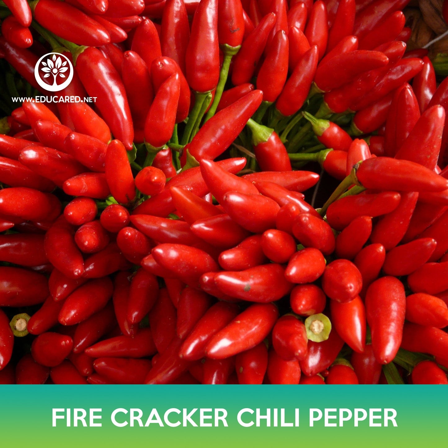 Firecracker Chili Pepper Seeds,  Birdseye Chili Pepper