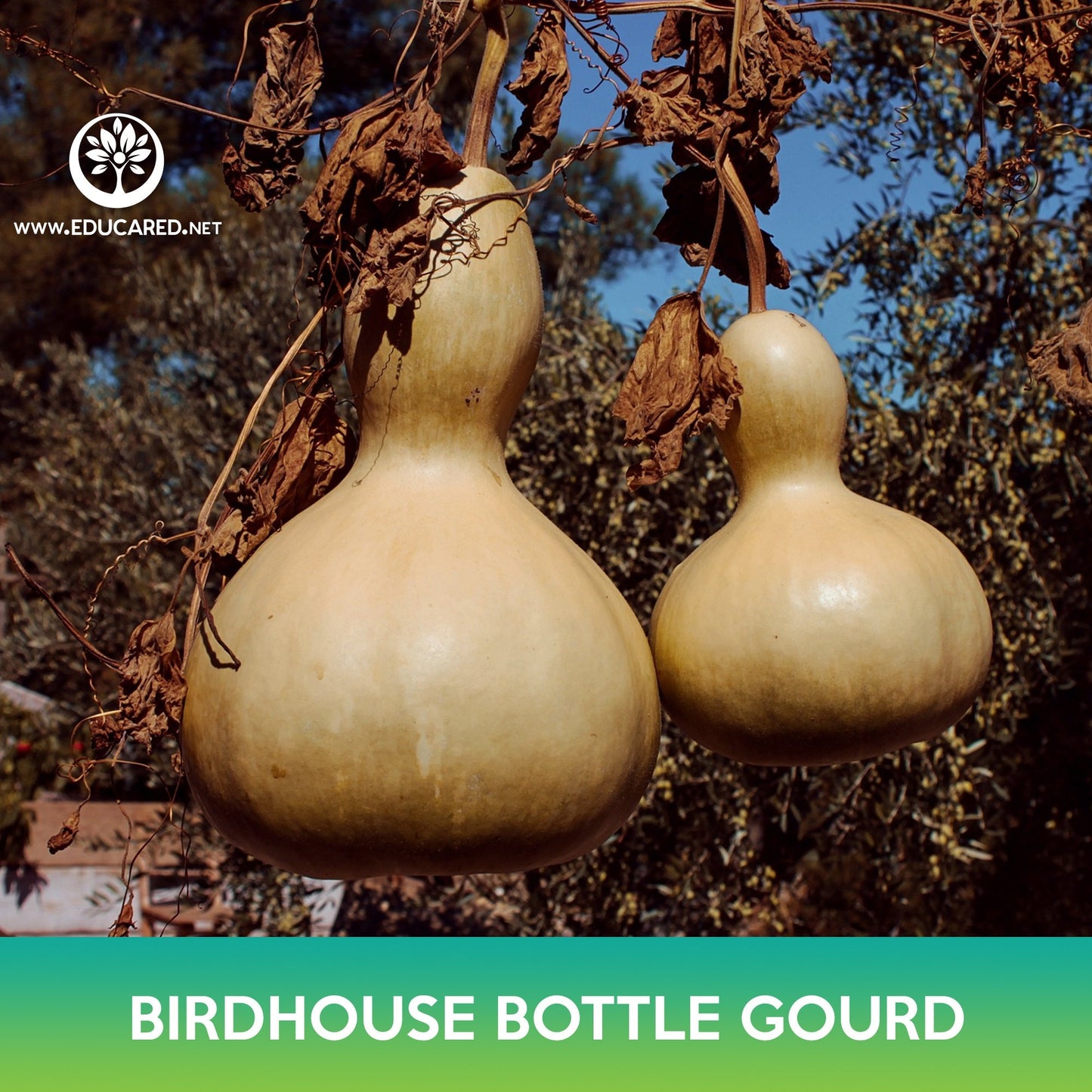 Birdhouse Bottle Gourd Seeds, Calabash