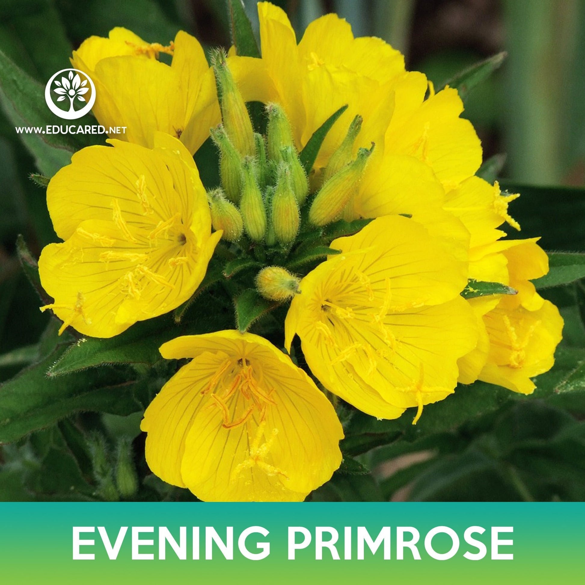 evening primrose flower seeds Evening Primrose Flower Seeds – Educared