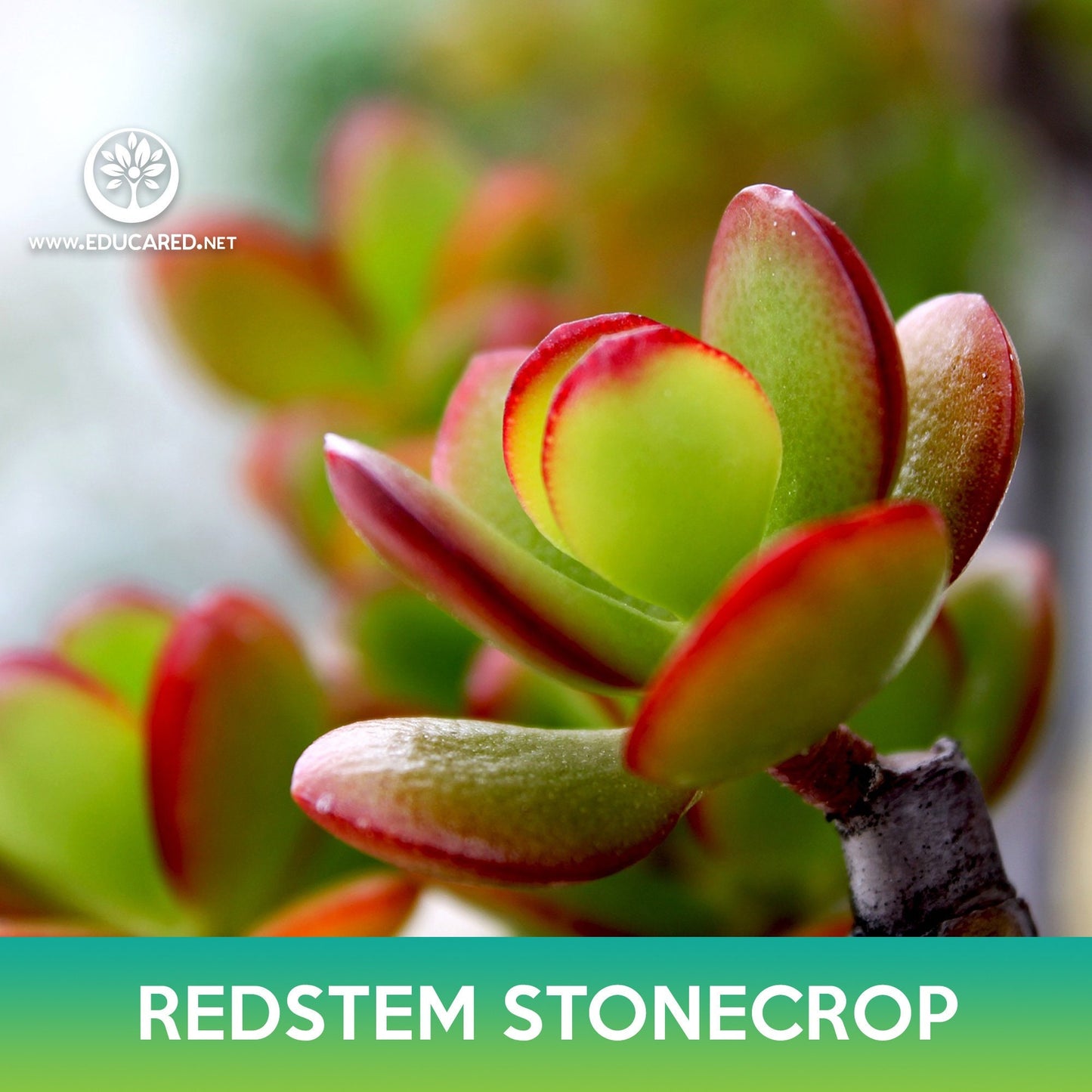 Red-Stem Crassula Succulent Mix Seeds, Crassula rubricaulis