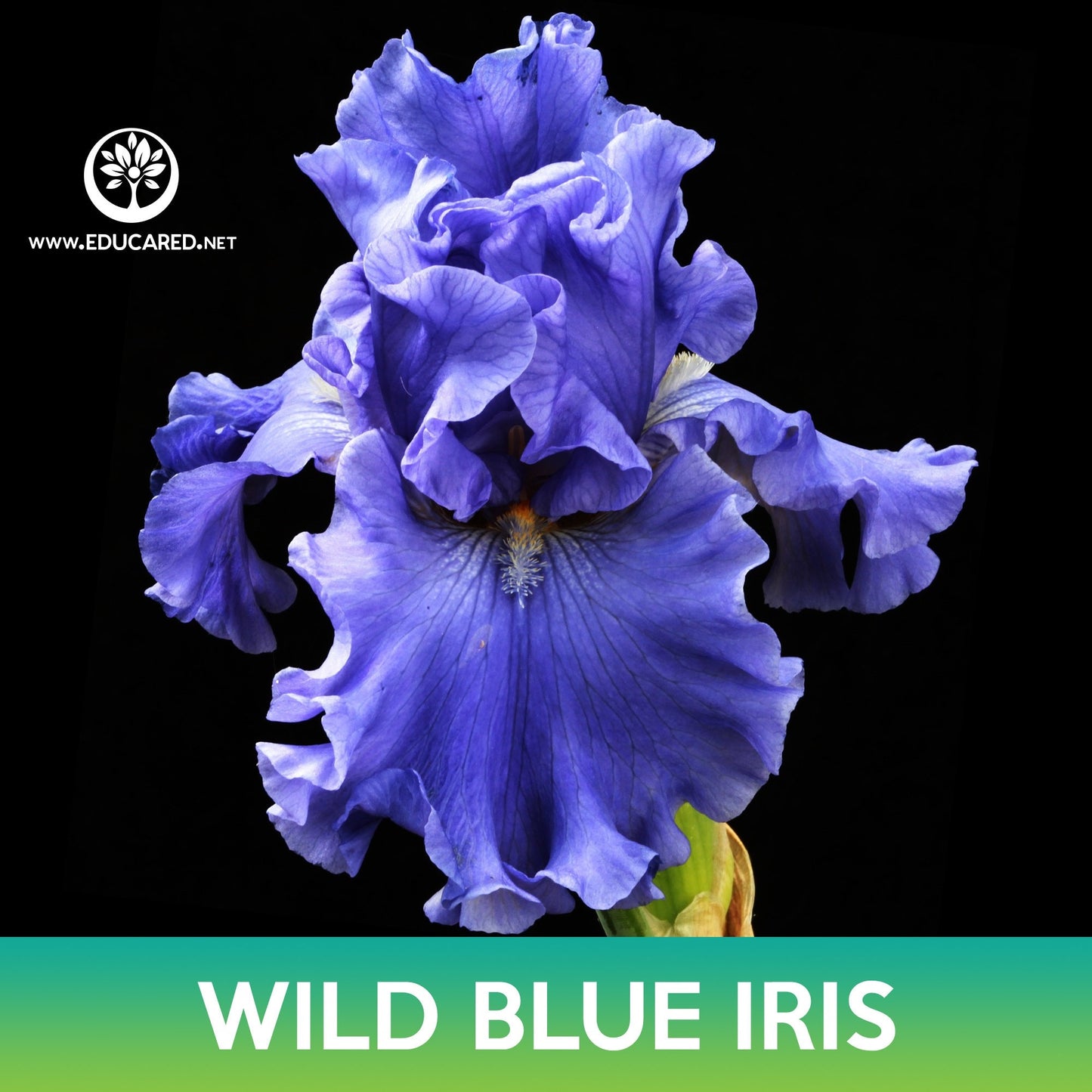 Wild Blue Iris Flower Seeds, Iris missouriensis