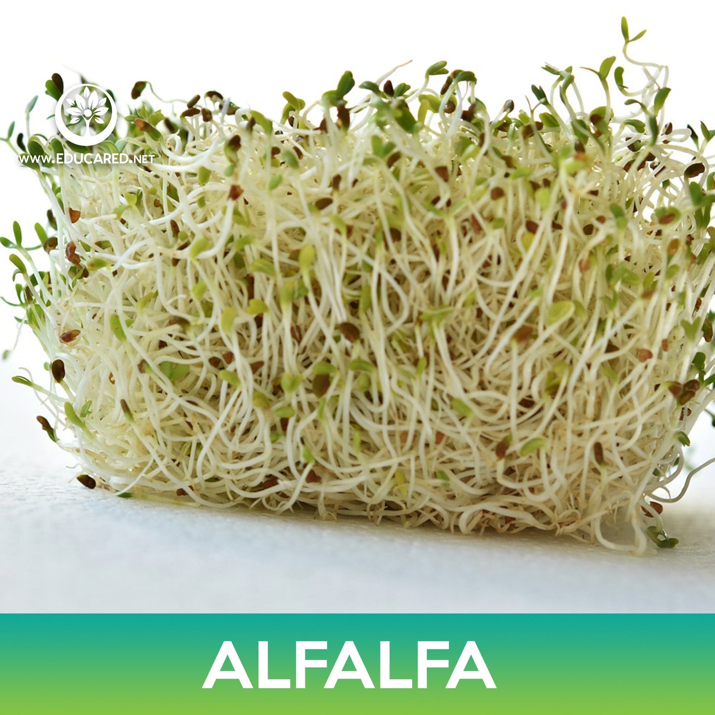 Alfalfa Seeds, Medicago sativa