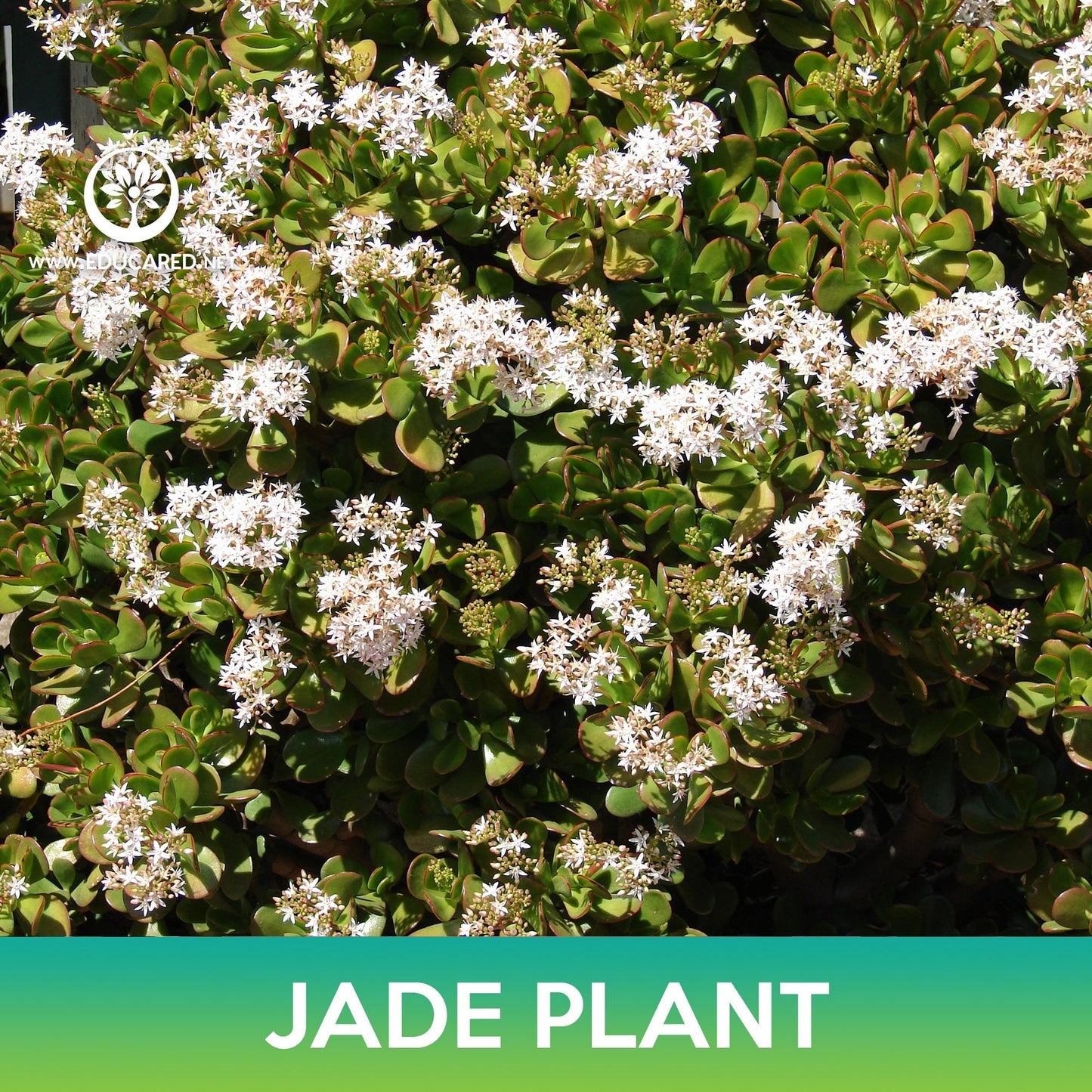 Jade Plant Succulent Seeds, Crassula Ovata