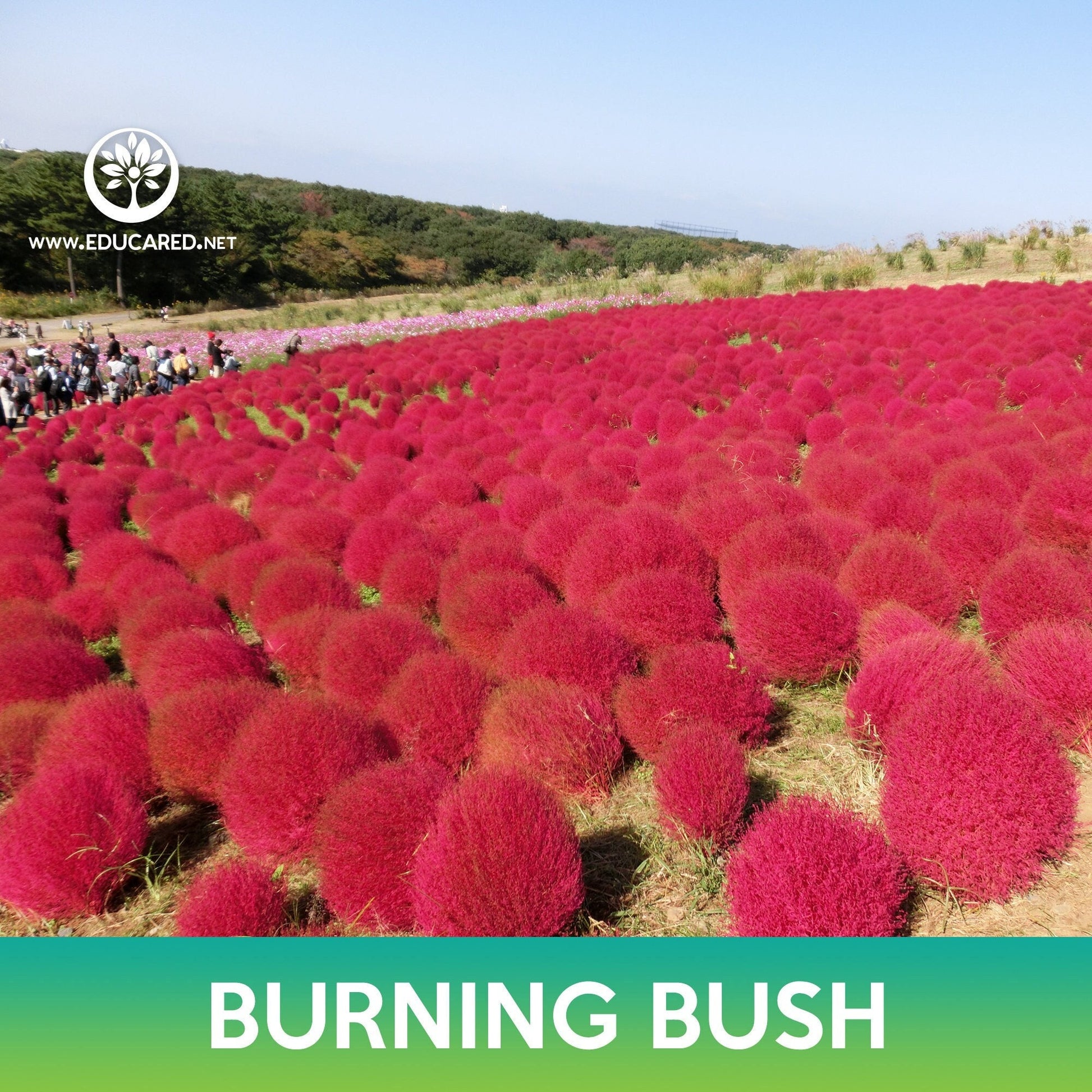 burning bush seeds planting Burning Bush Grass Seeds, Ragweed – Educared