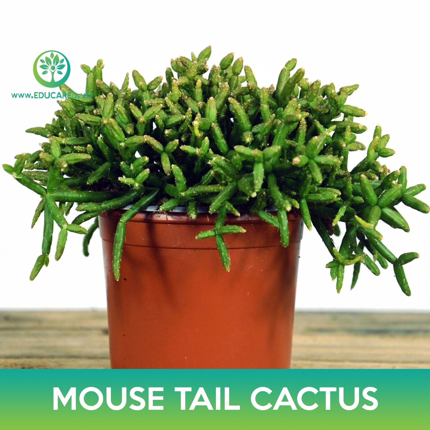 Mouse Tail Cactus Seeds, Rhipsalis horrida madagascar